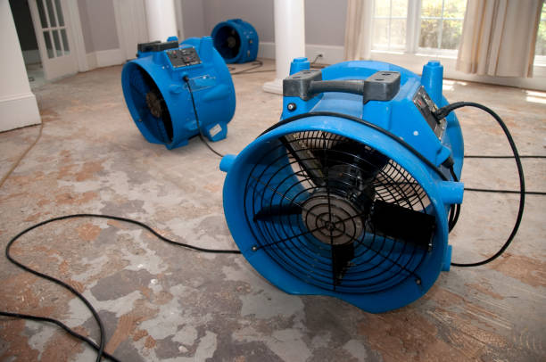 Best Mold removal after water damage  in Highland Park, NJ